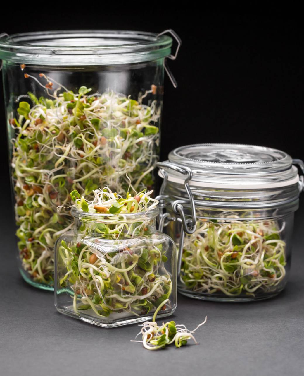 Set of glass jars full of sprouted seeds